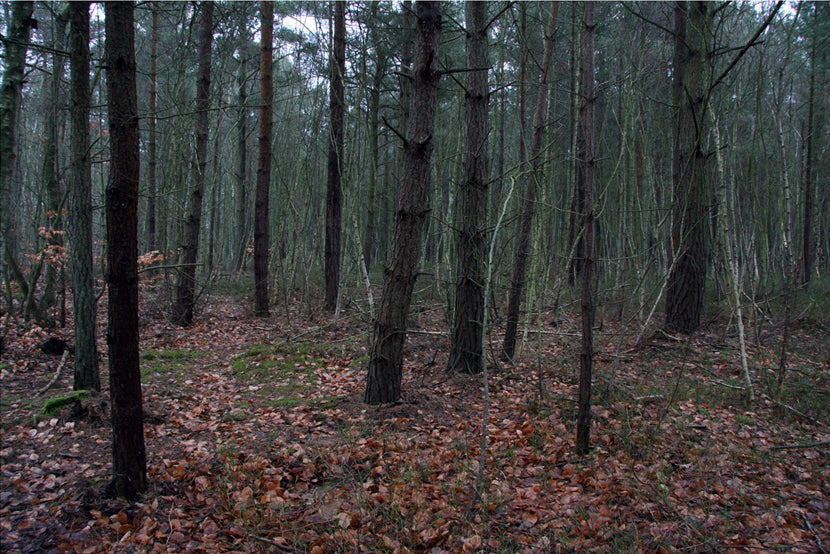 Baltic Forest #3