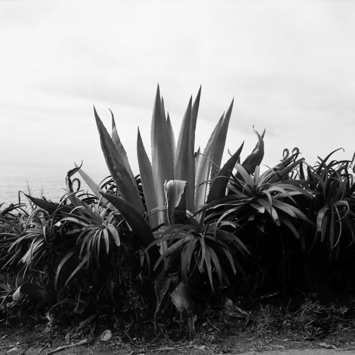 Madeira, Caniço, Agave BW #1