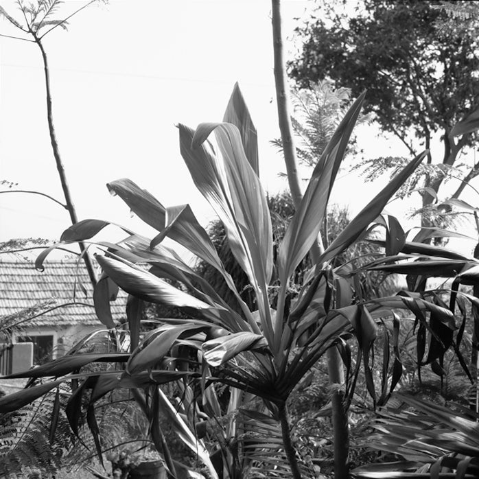 Madeira, Caniço, Plant BW #2