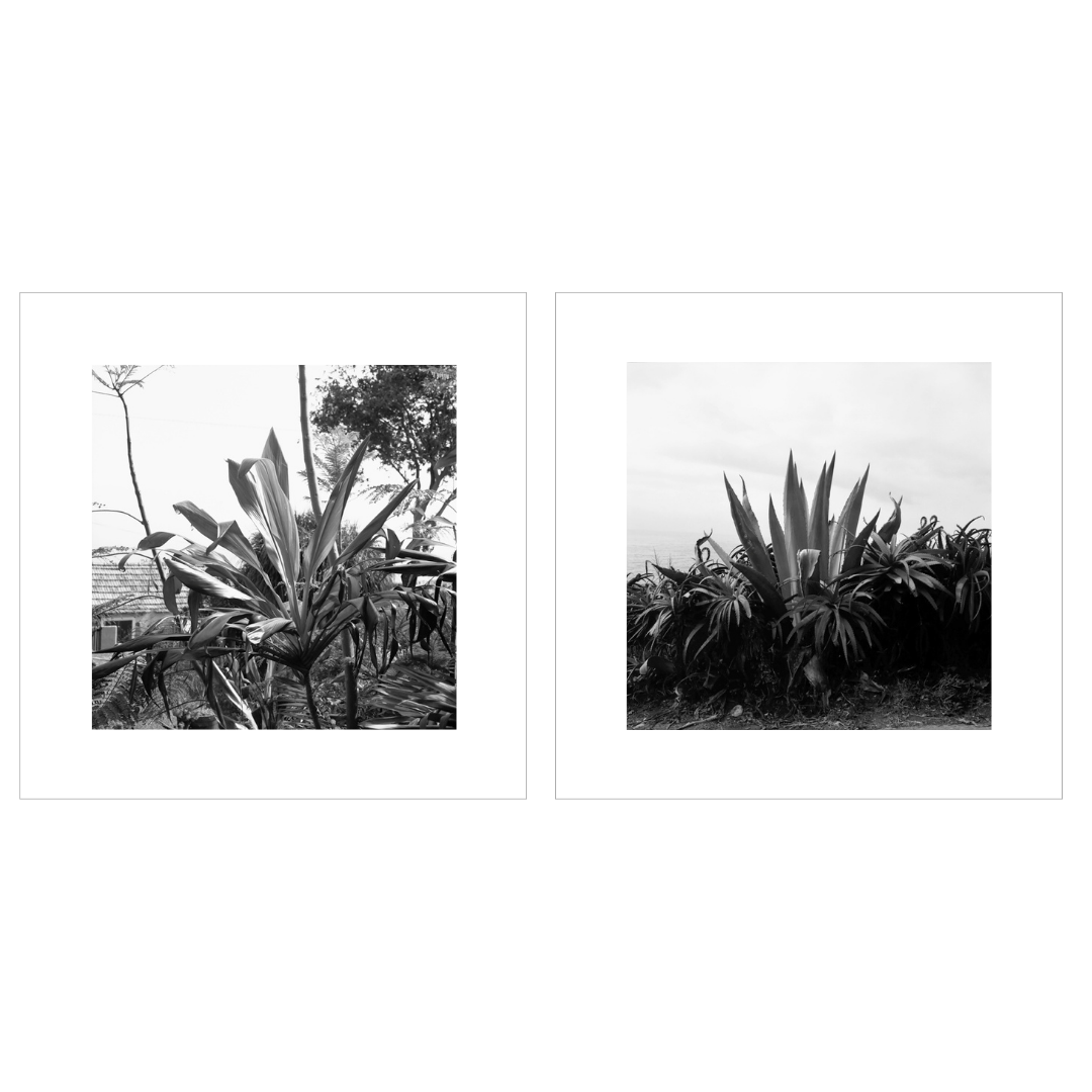 Madeira, Caniço, Agave BW #1