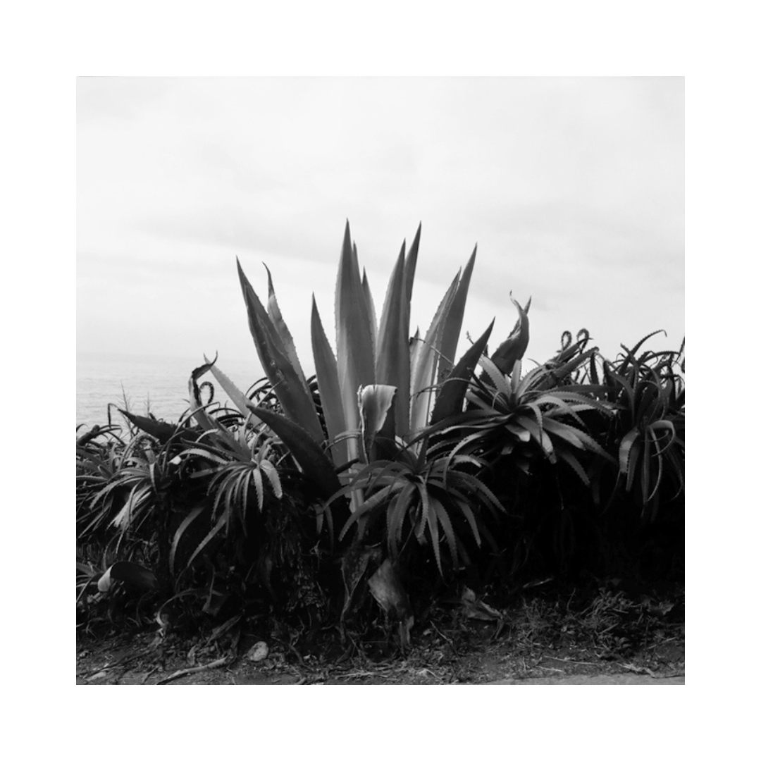 Madeira, Caniço, Agave BW #1