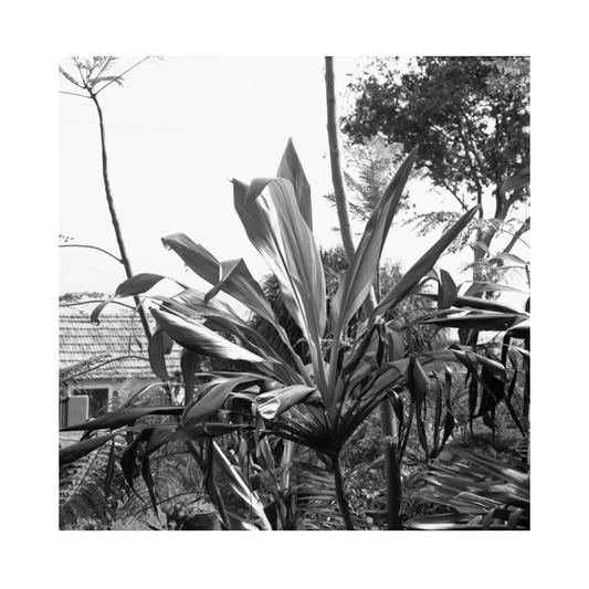 Madeira, Caniço, Plant BW #2